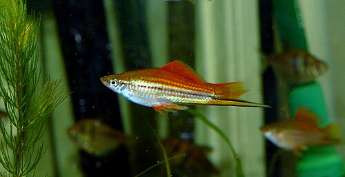 Mixed Swordtail — reference photo