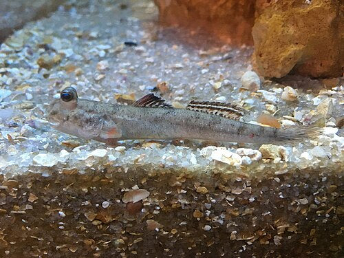 Mudskipper — reference photo