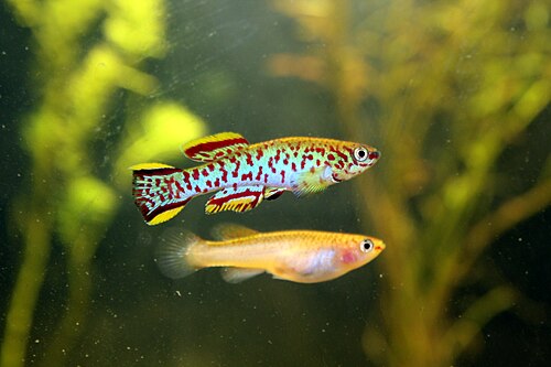 Gardneri Killifish — reference photo