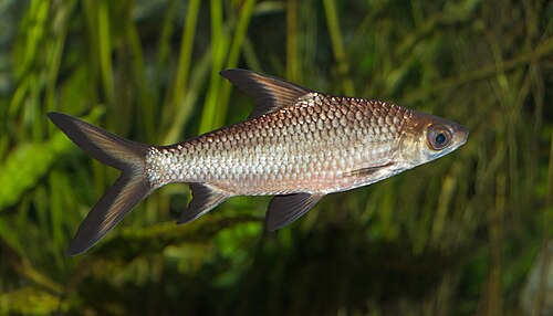 Bala Shark — reference photo