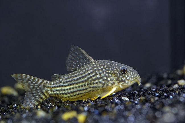 Reference photo of Sterbai Cory