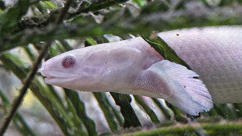 Albino Senegal Bichir — reference photo