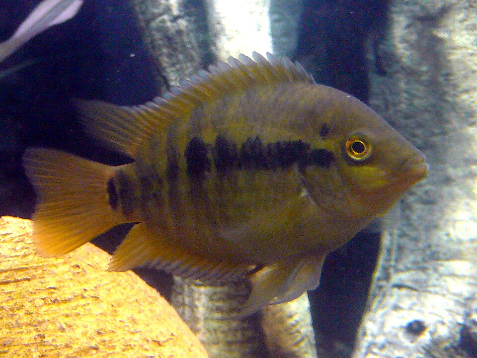 Rainbow Cichlid — reference photo (Herotilapia multispinosa)