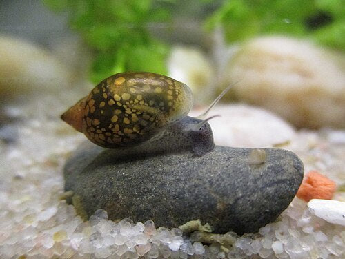 Feeder Snails — reference photo