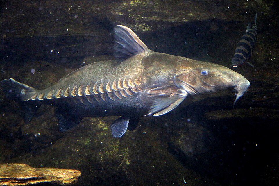 Ripsaw Catfish — reference photo (Oxydoras niger)