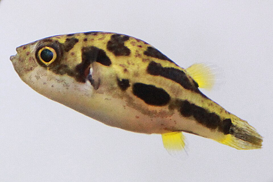 Pea Puffer — reference photo (Carinotetraodon travancoricus)
