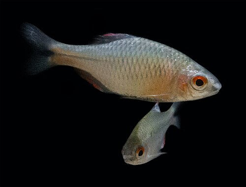 Taiwanese Bitterling — reference photo