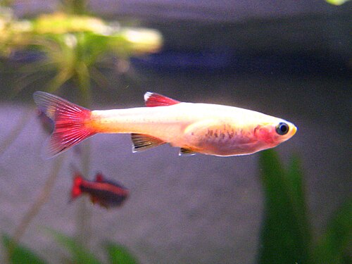 Golden White Cloud Minnow — reference photo