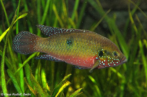Blood Jewel Cichlid — reference photo