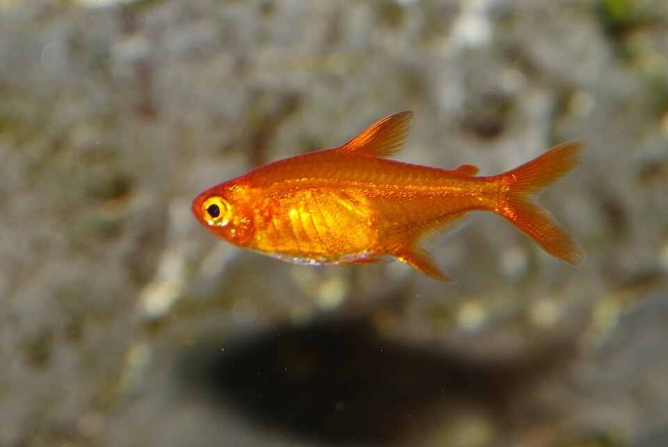 Ember Tetra — reference photo (Hyphessobrycon amandae)