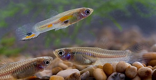 Feeder Guppies — reference photo
