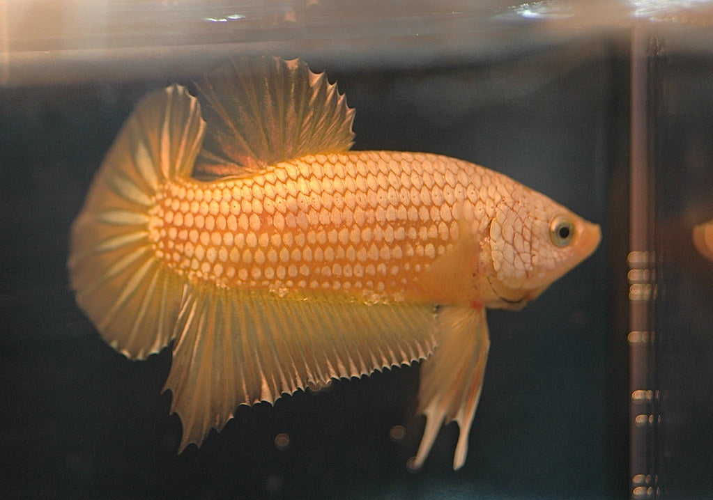 Betta Plakat Yellow Dragon — reference photo