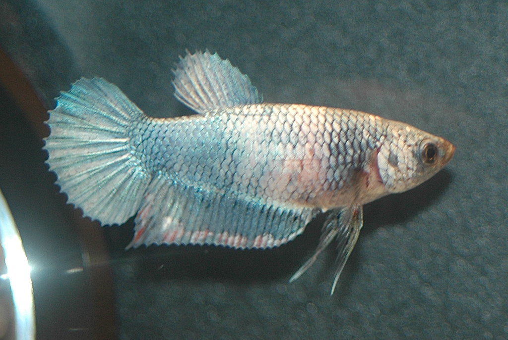 HMPK Marble female betta — reference photo
