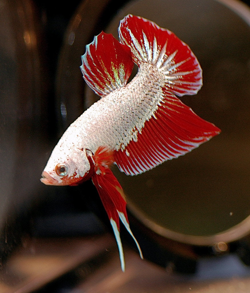 Trad PK Green Red Dragon M - Betta-Online — reference photo