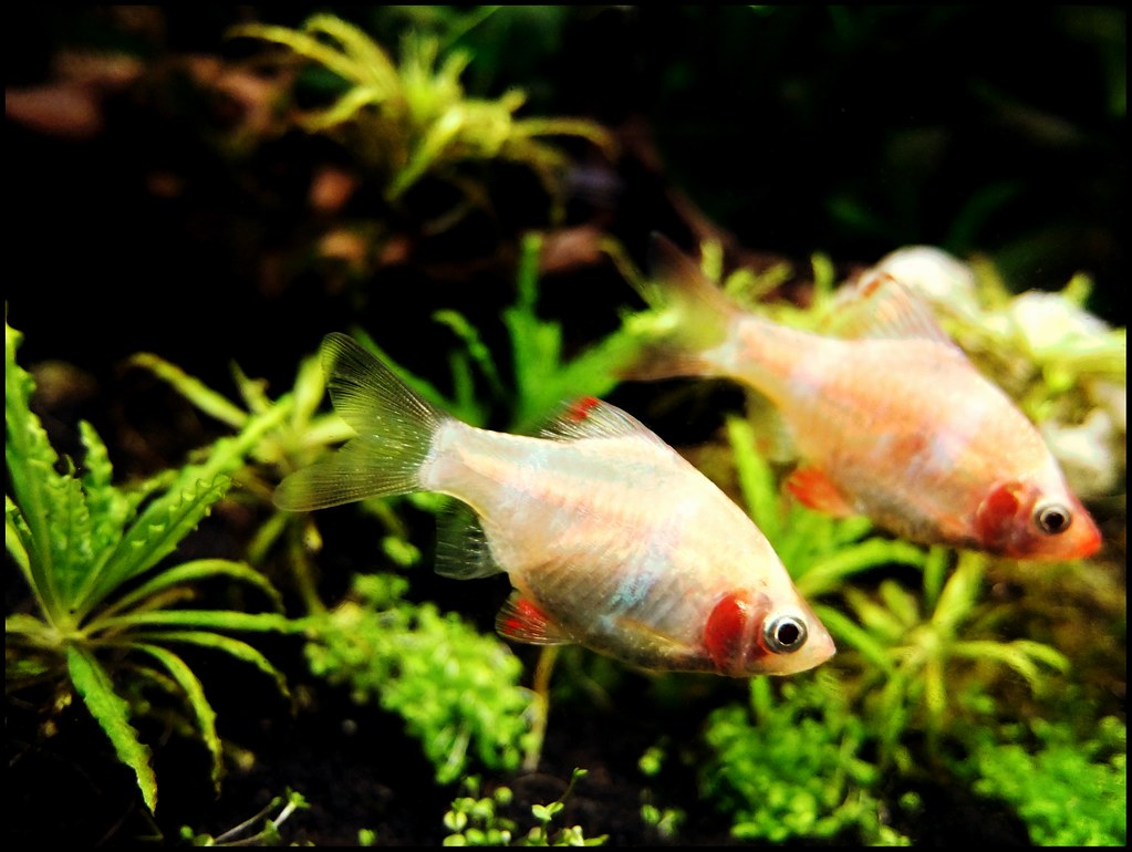 AlbinoSumatrabarben.jpg — reference photo