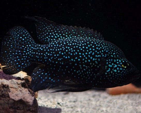 Reference photo of Starry Night Cichlid