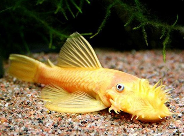Reference photo of Albino Bristlenose Pleco