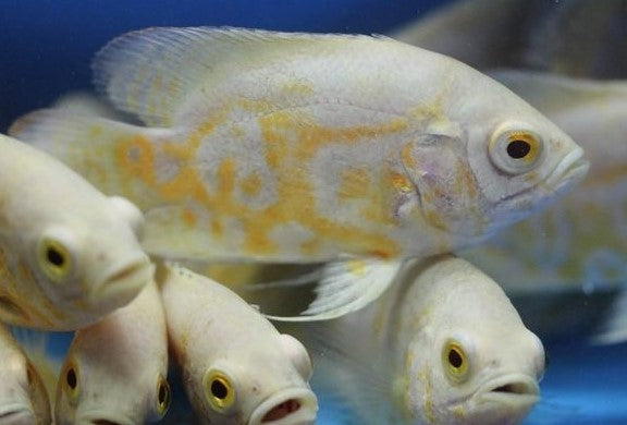 albino lemon oscar — reference photo