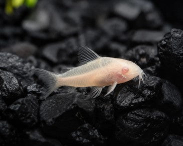 Reference photo of Albino Pygmy Cory