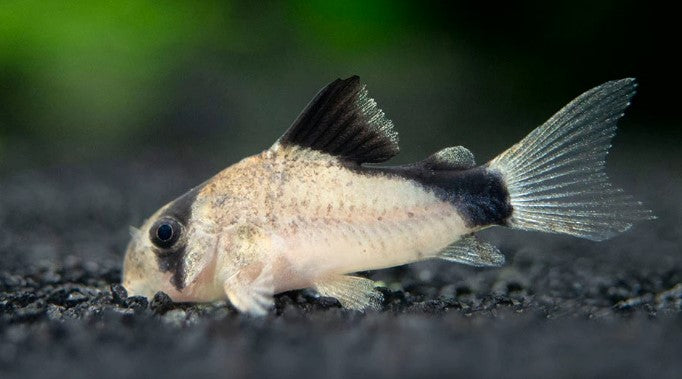 Bandit Cory — supplied reference photo