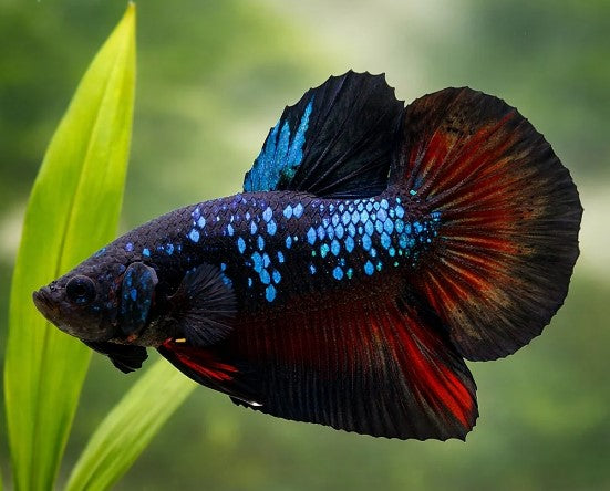 Reference photo of Betta Avatar Longfin
