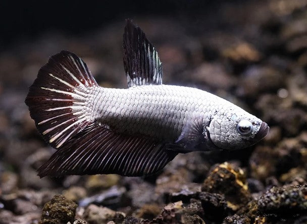 Reference photo of Betta Plakat Black Dragon