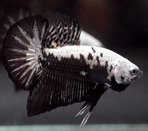 Reference photo of Betta Plakat Black Samurai