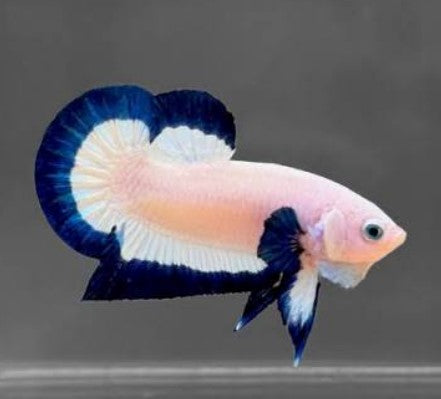 Reference photo of Betta Plakat Blue Rim