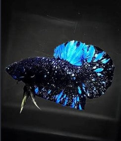 Reference photo of Betta Plakat Blue Starlight