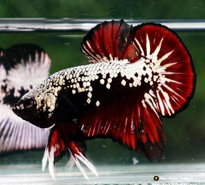 Reference photo of Betta Plakat Vampire