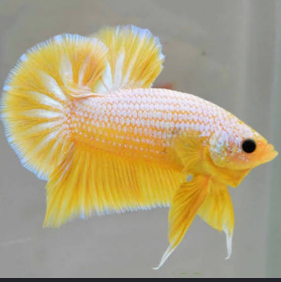 Reference photo of Betta Plakat Yellow Dragon