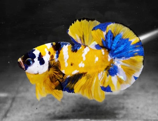 Reference photo of Betta Plakat Yellow Koi Galaxy