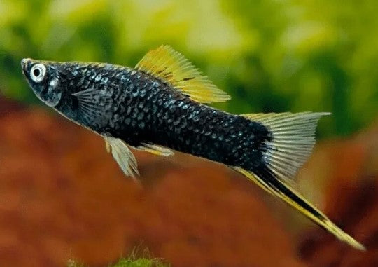 Reference photo of Black Berlin Swordtail
