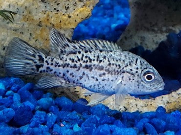 black nasty cichlid — reference photo