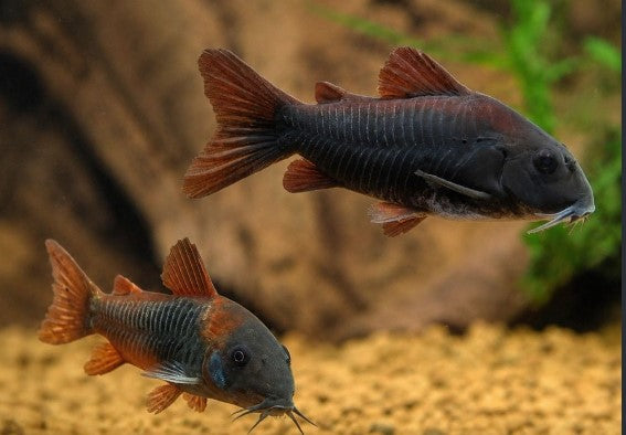 Black Venezuela Cory — supplied reference photo