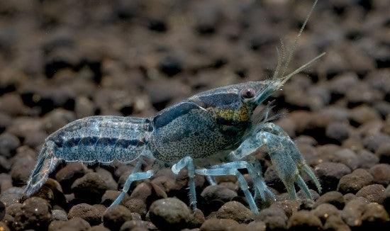 Reference photo of Blue Dwarf Mexican Crayfish