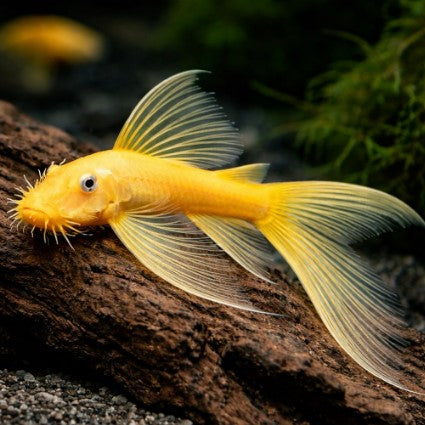 Reference photo of L144 Blue Eyed Lemon Longfin Pleco