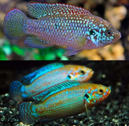 blue jewel cichlid — reference photo