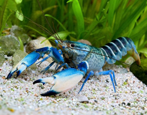 Reference photo of Blue Crayfish