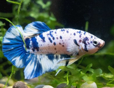 Reference photo of Blue Marble Betta