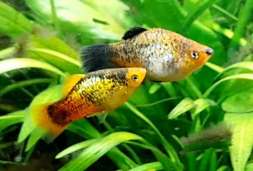 Reference photo of Calico Mix Platy