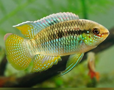 dwarf acara — reference photo