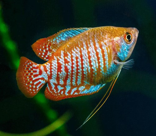 Reference photo of Dwarf Gourami