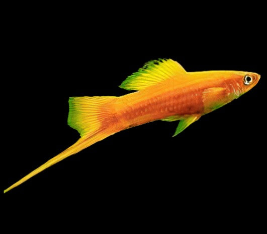 Reference photo of Golden Snow Red Eye Swordtail
