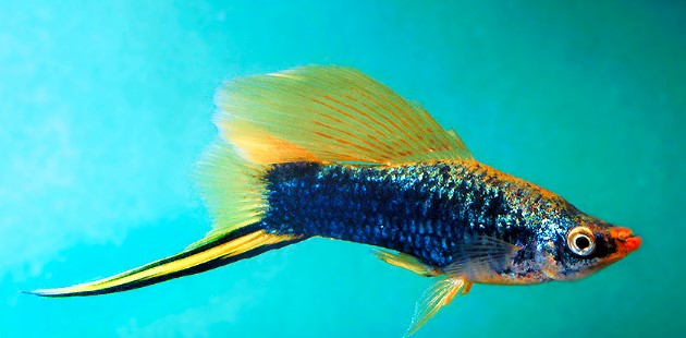 Reference photo of XL Hamburg Swordtail
