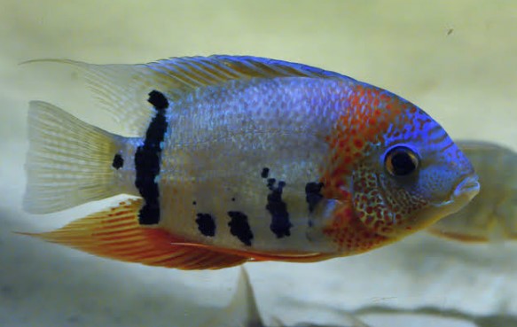 hero severum — reference photo