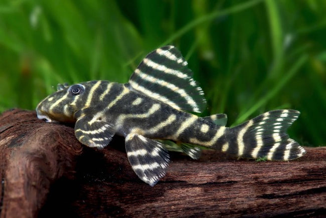 Reference photo of L340 Mega Clown Pleco