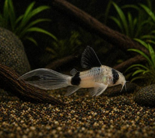 Reference photo of Longfin Panda Cory