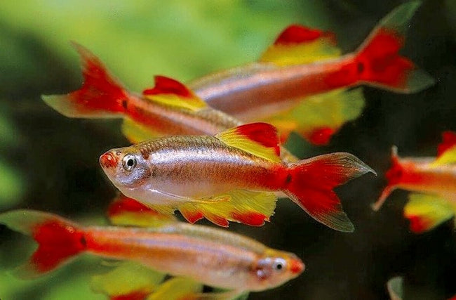 Reference photo of Longfin White Cloud Minnow