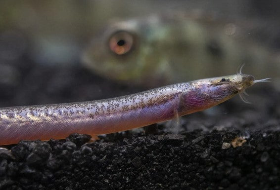 Reference photo of Neon Kuhli